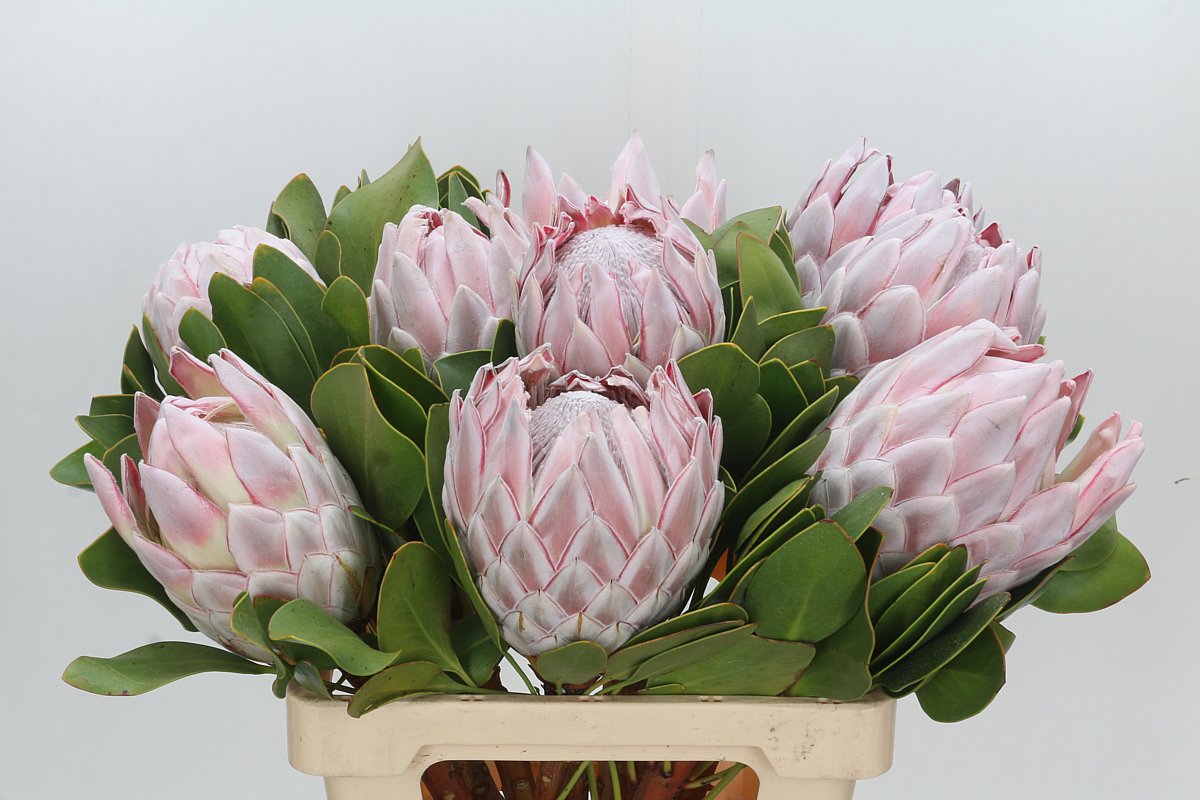 Protea Cynaroides 60cm