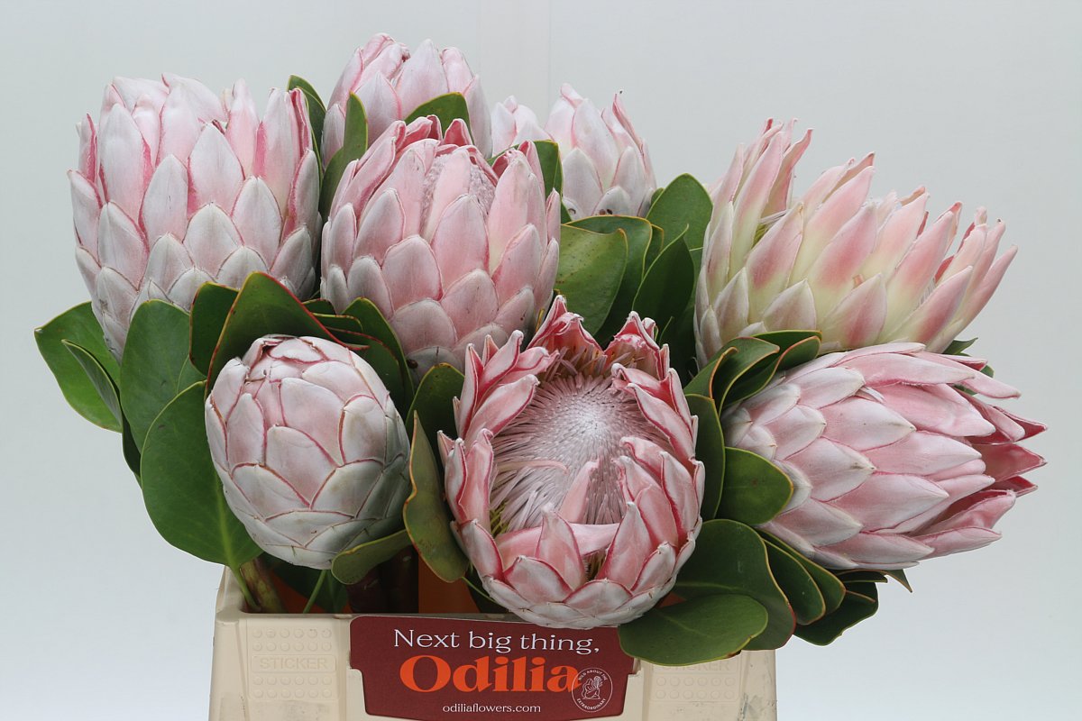Protea Cynaroides 40cm