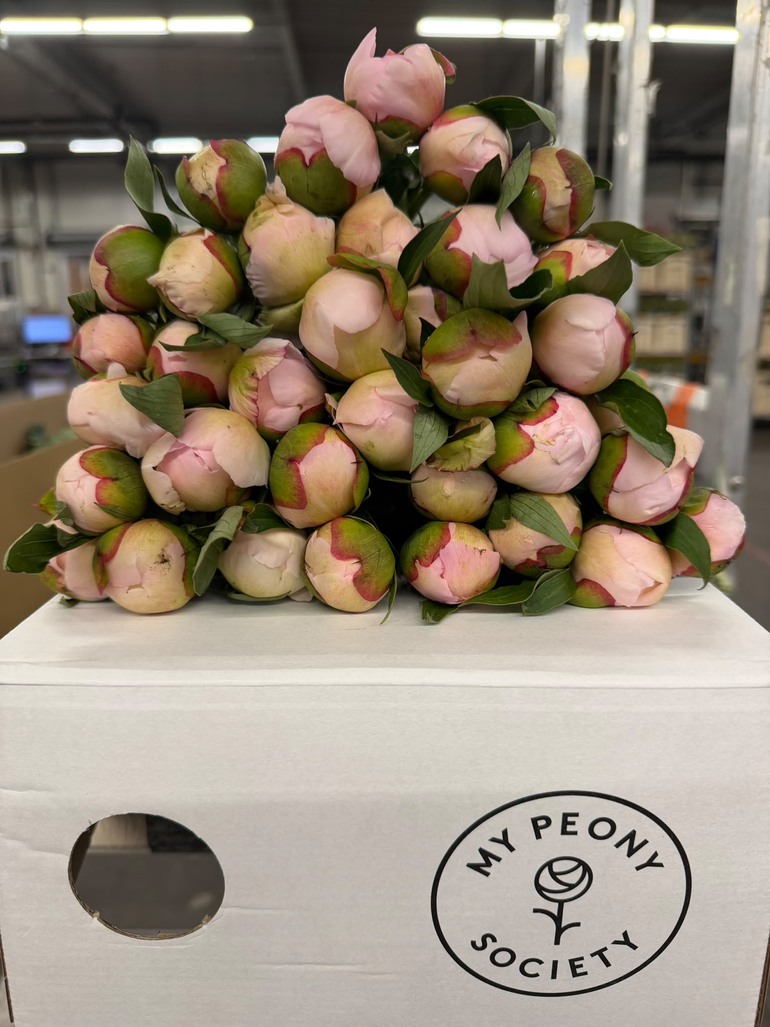 Paeonia Alertie 45cm