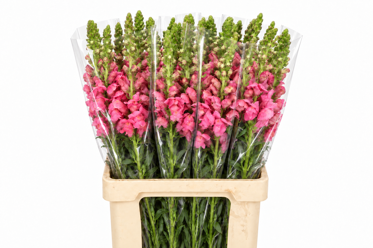 Antirrhinum Poto Cherr Rose 70cm