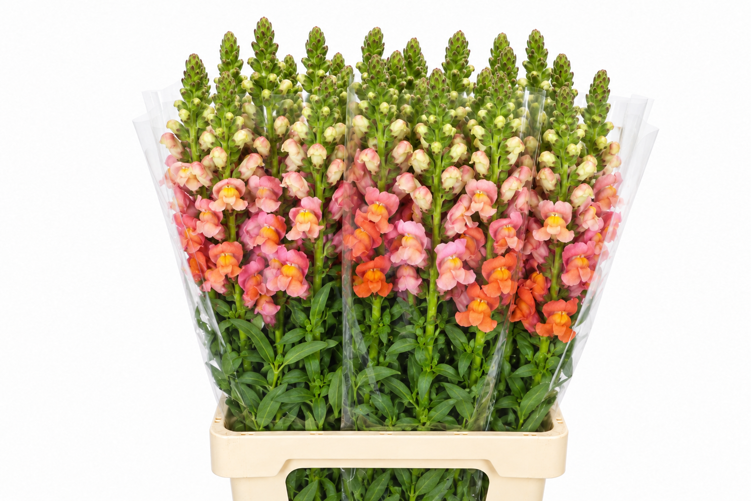 Antirrhinum Poto Dark Orange 70cm