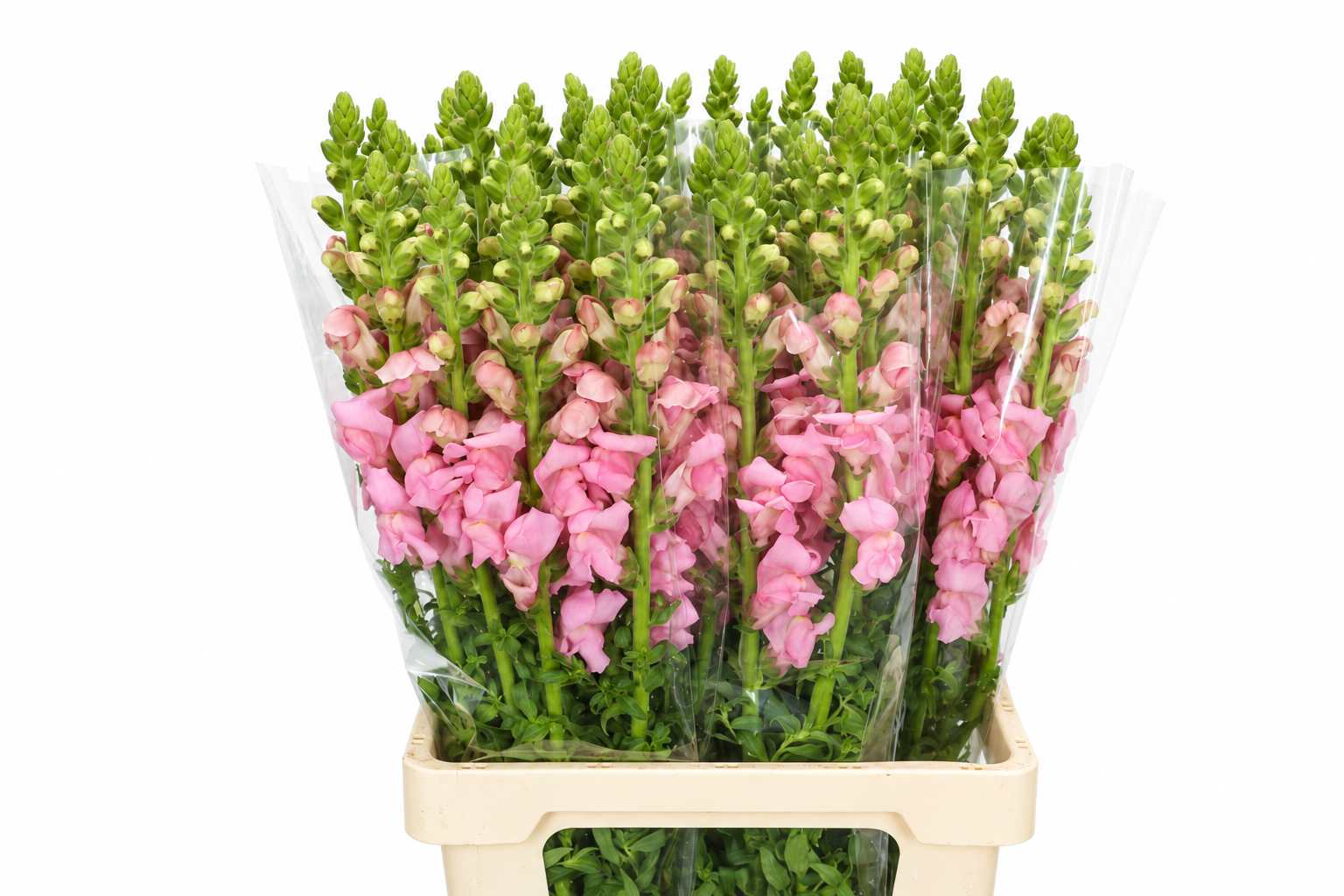 Antirrhinum Poto Early Pink 70cm