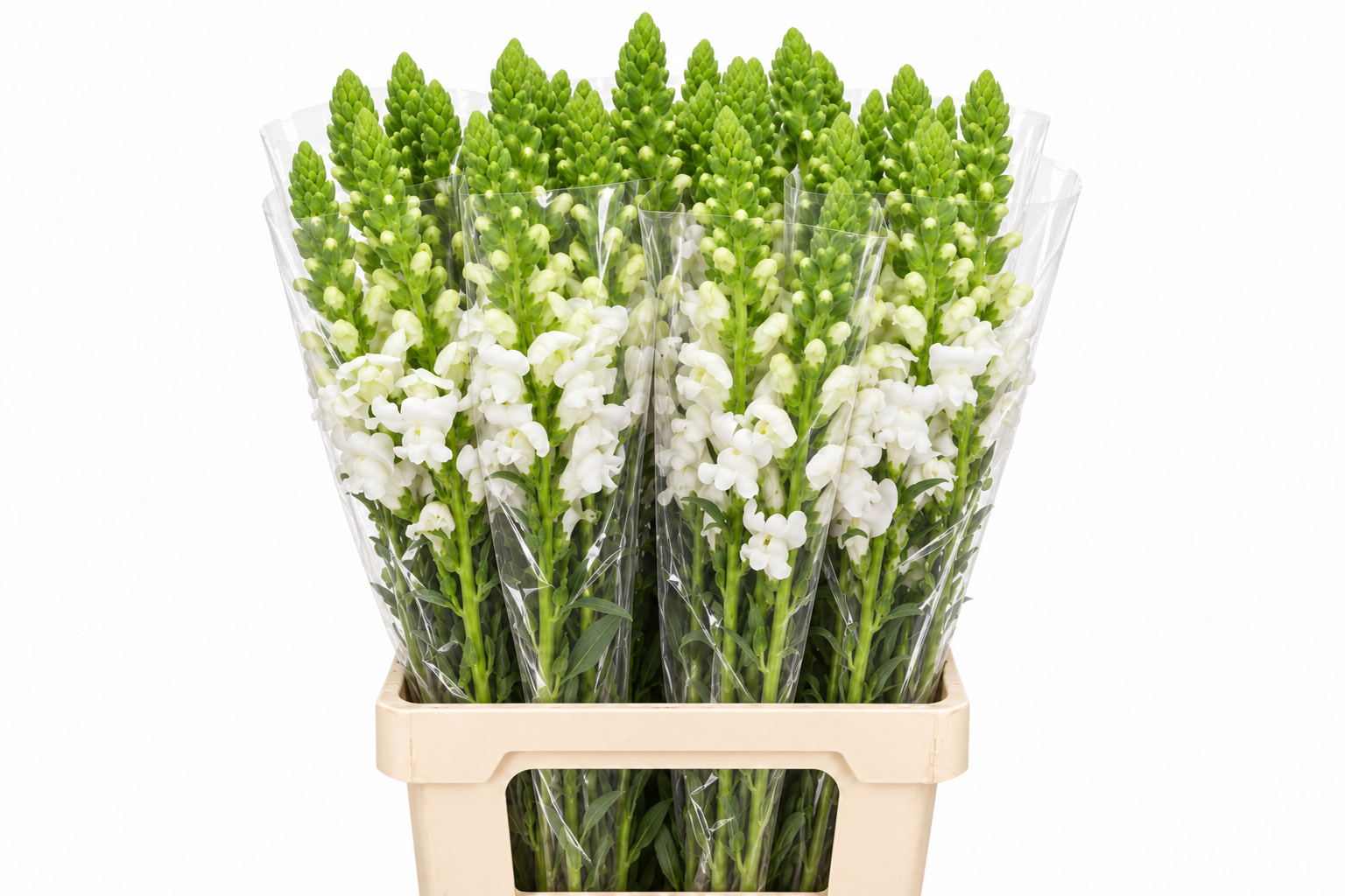 Antirrhinum Poto White 70cm