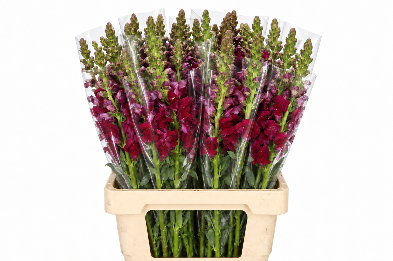 Antirrhinum Poto Red 60cm