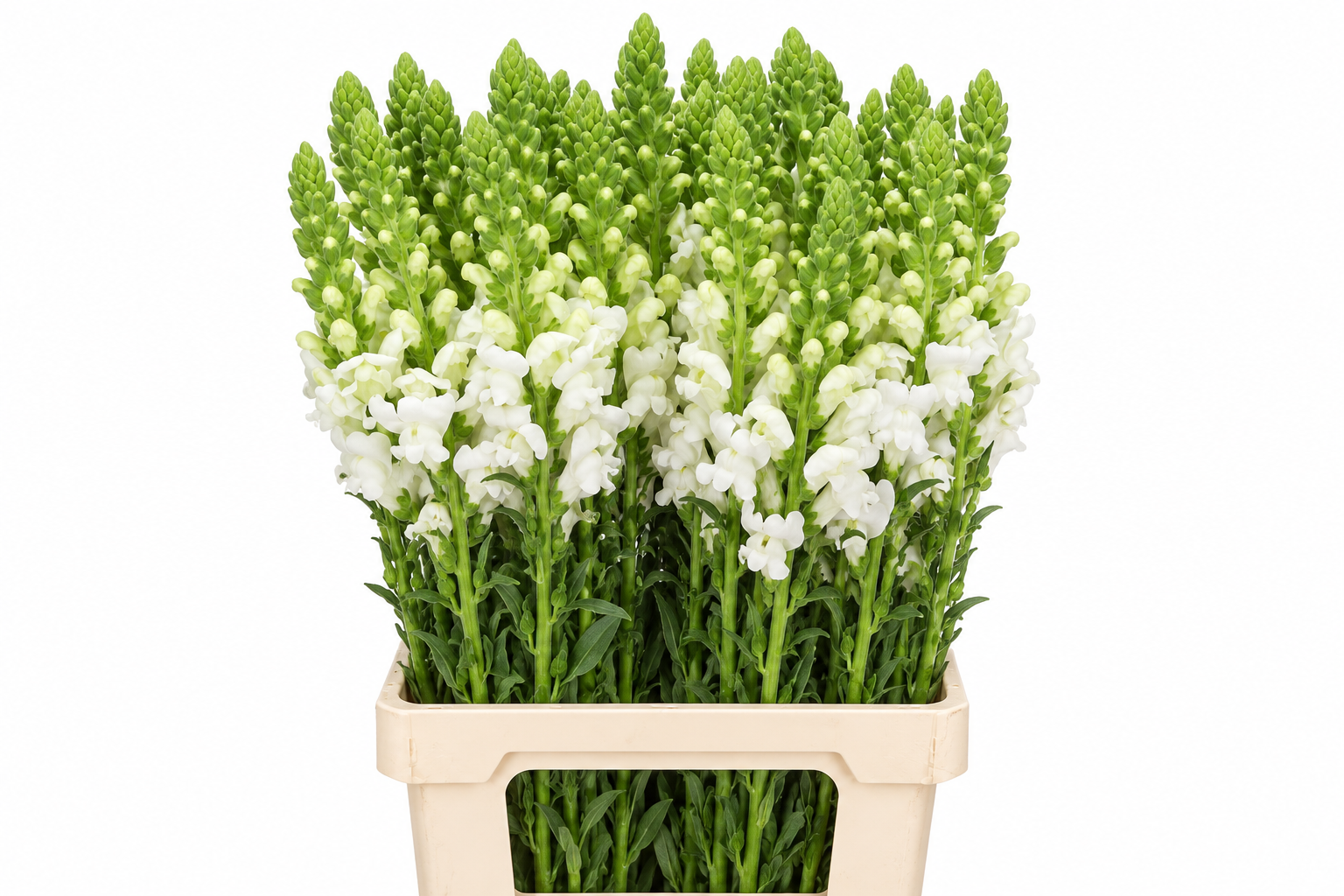 Antirrhinum Poto White 70cm