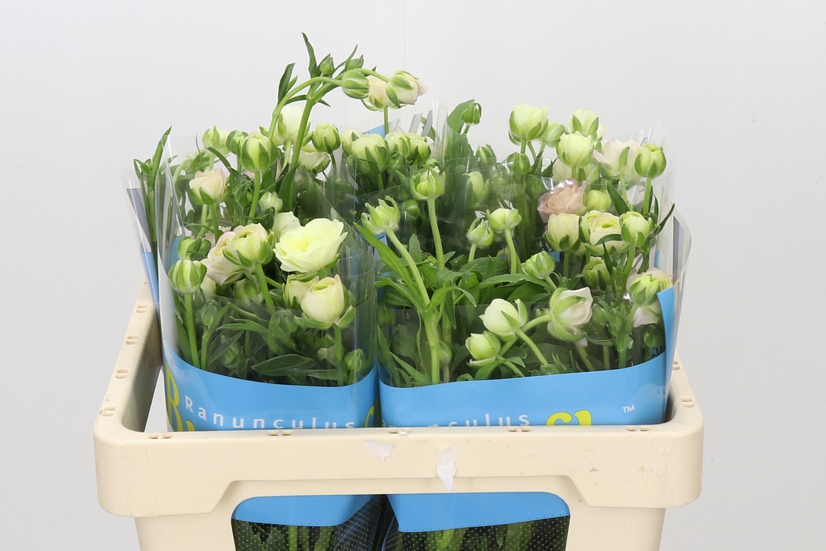 Ranunculus Butterfly Ariadne 50cm