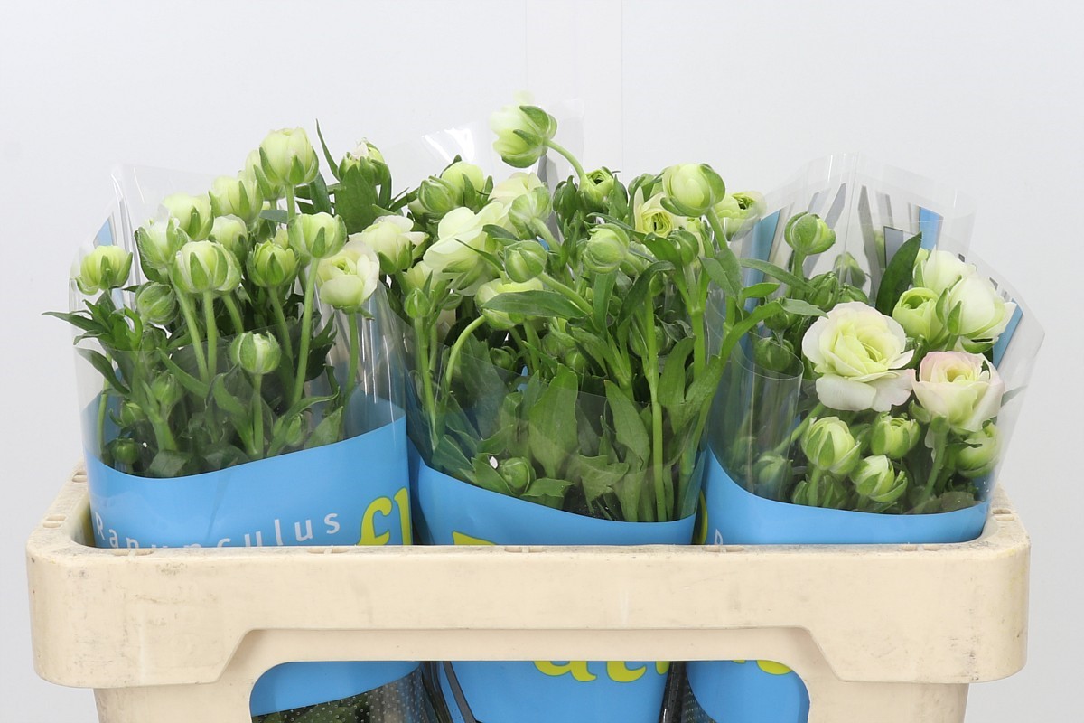 Ranunculus Butterfly Ariadne 60cm