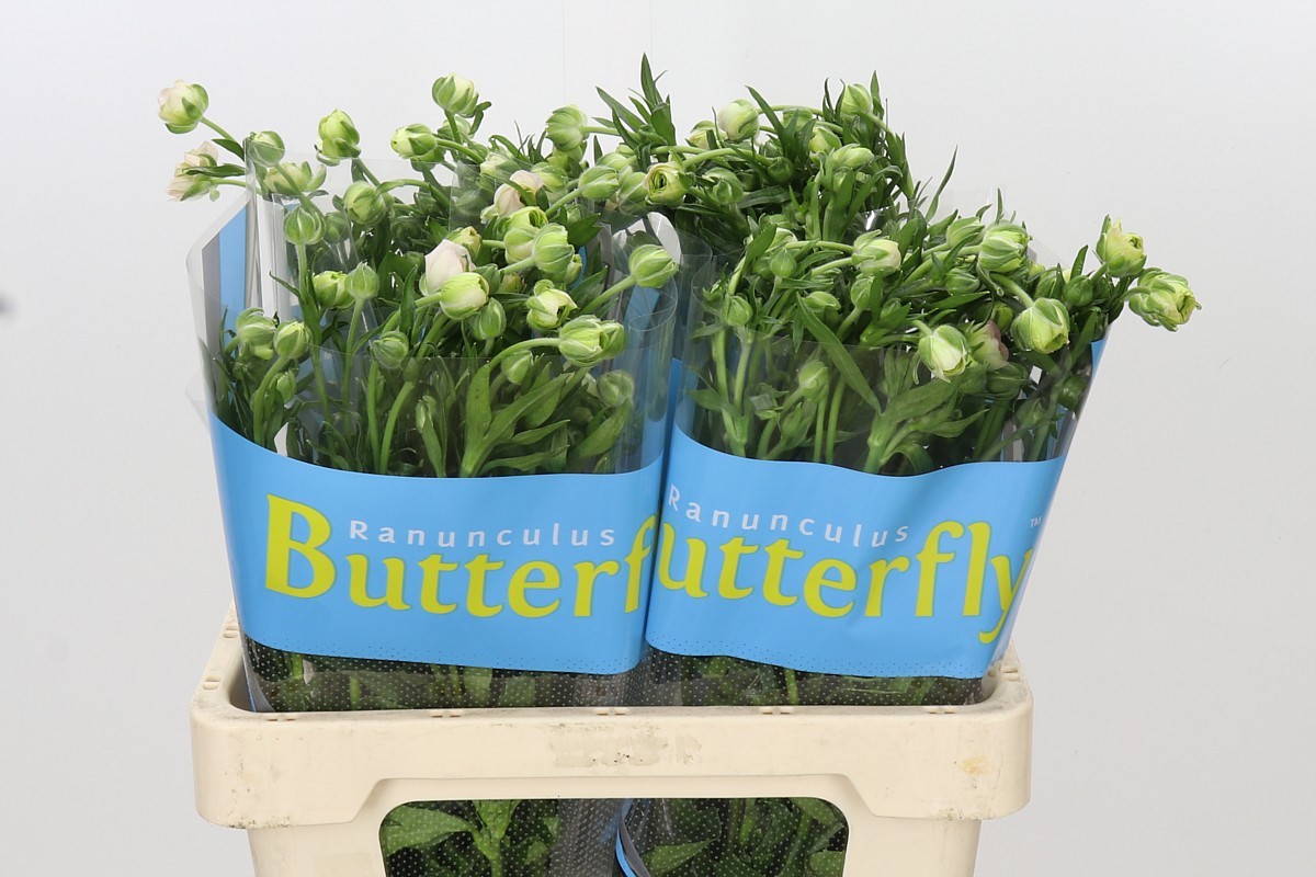 Ranunculus Butterfly Ariadne 60cm
