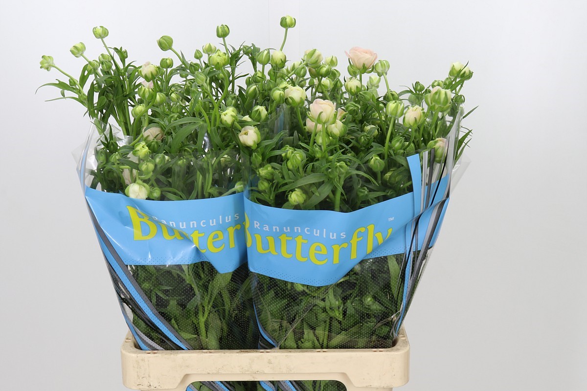 Ranunculus Butterfly Ariadne 70cm