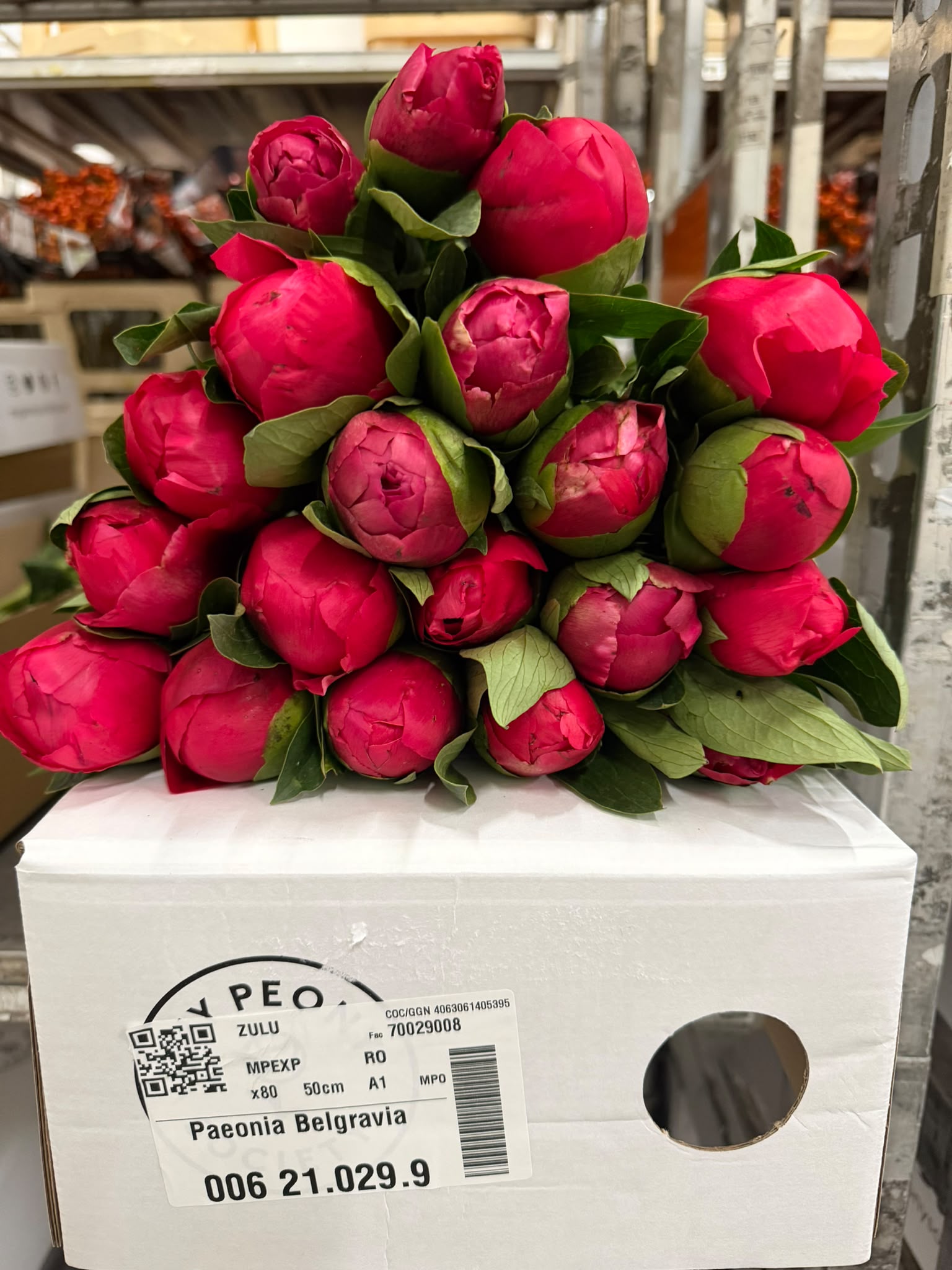 Paeonia Mary Jo Legare 50cm