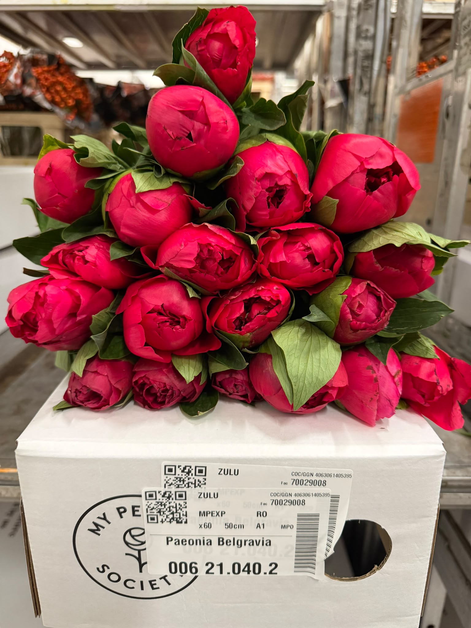 Paeonia Mary Jo Legare 50cm
