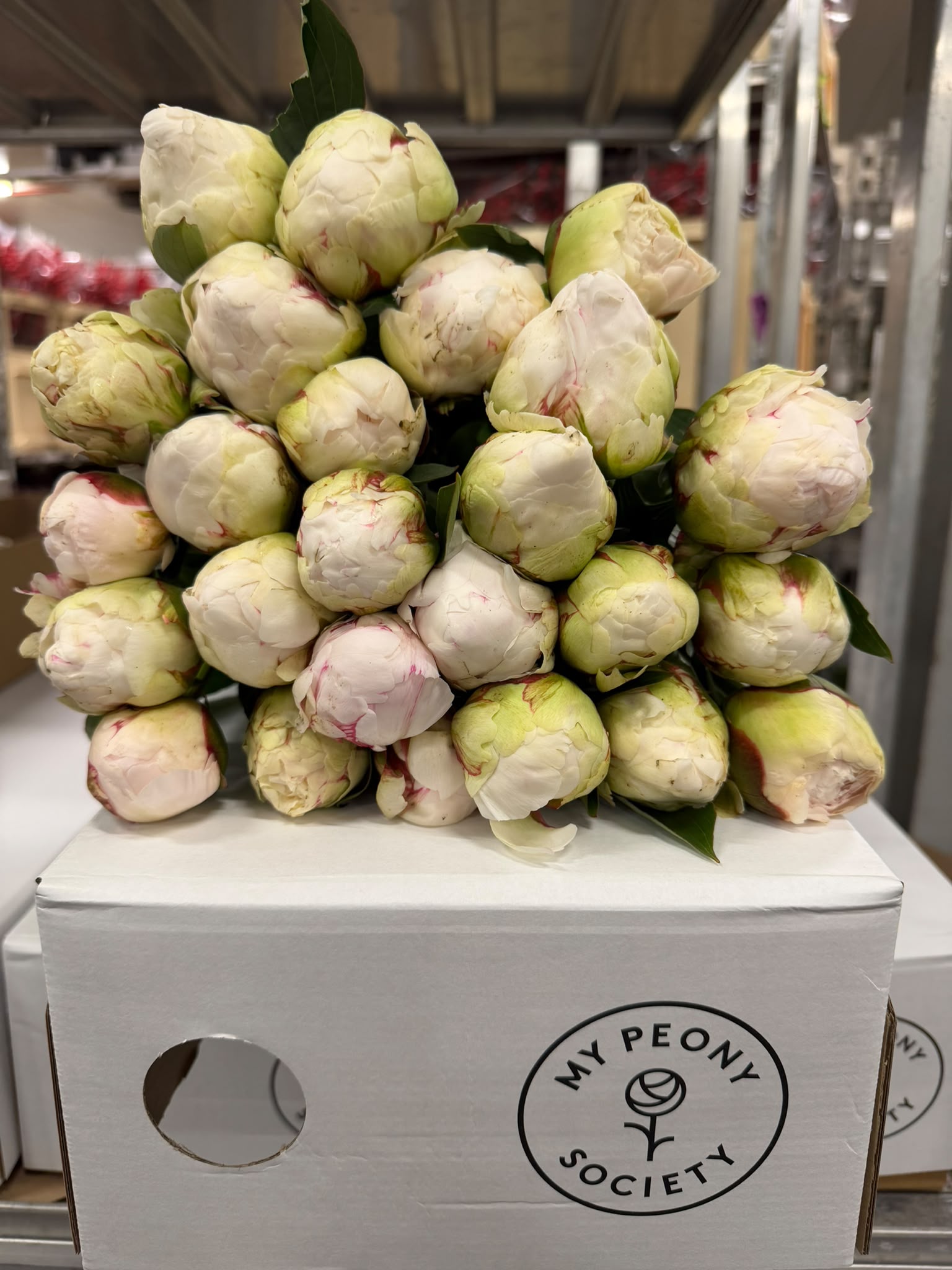 Paeonia Bowl Of Cream 50cm