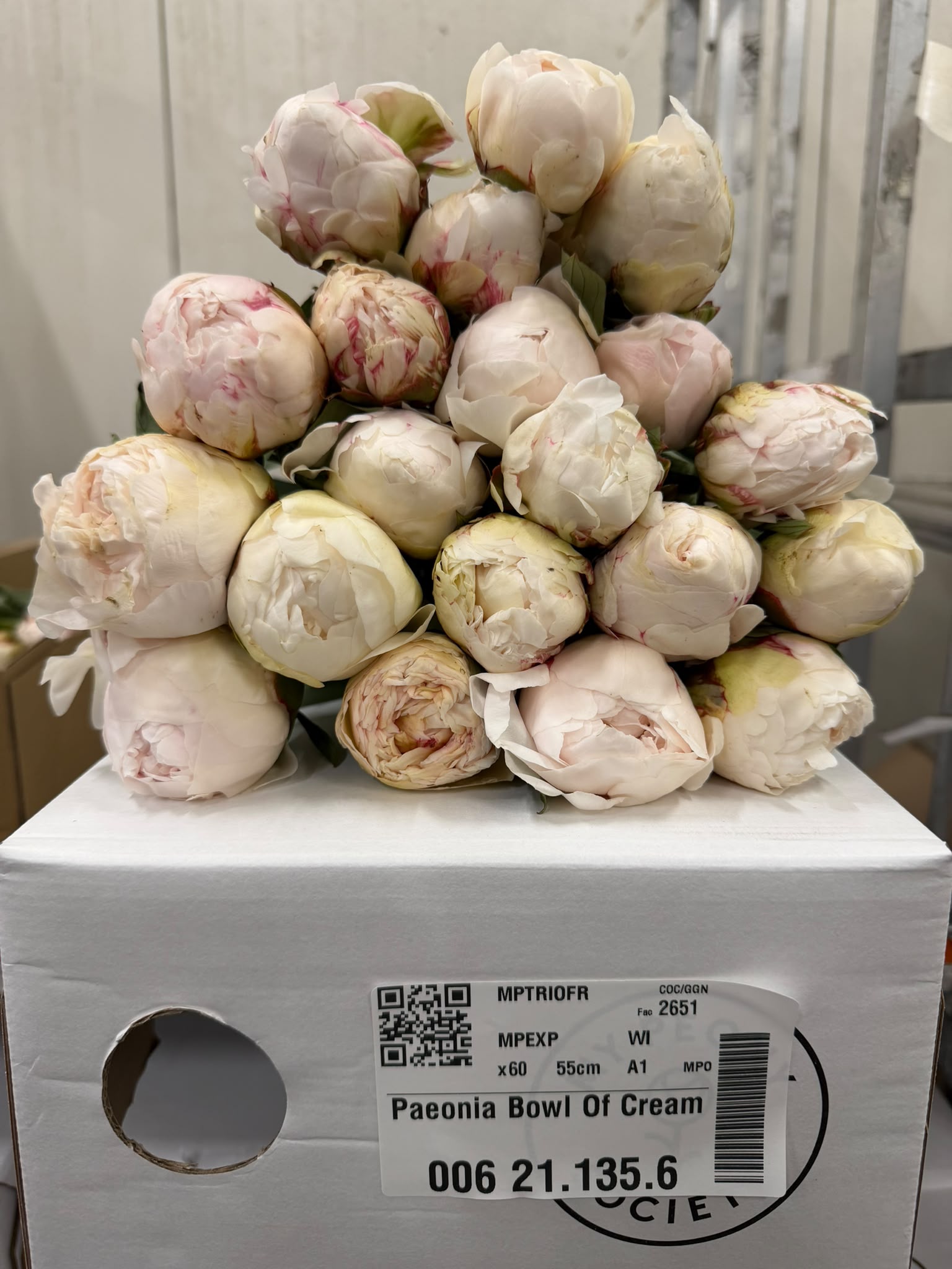 Paeonia Bowl Of Cream 50cm