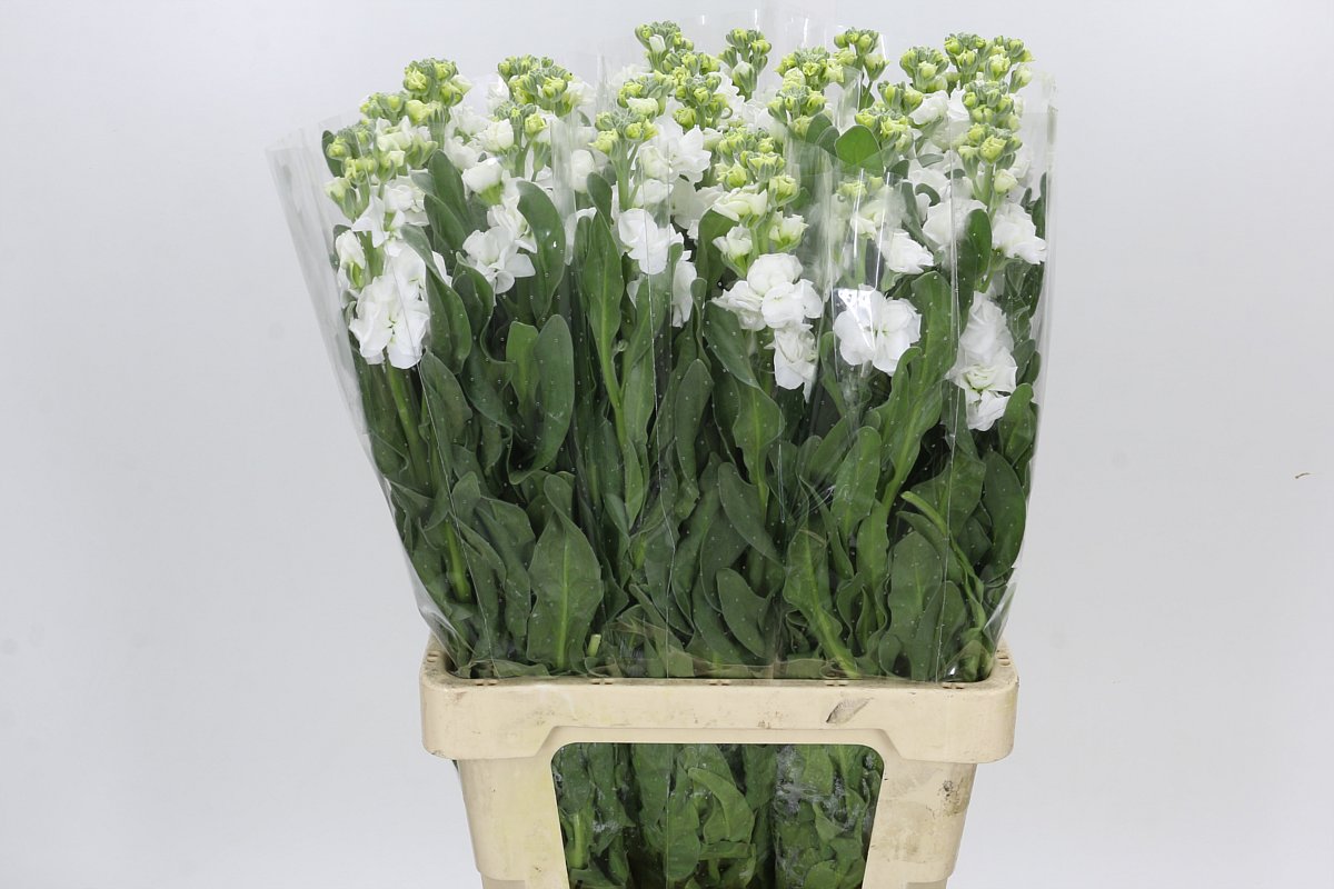 Matthiola Iron White 70cm