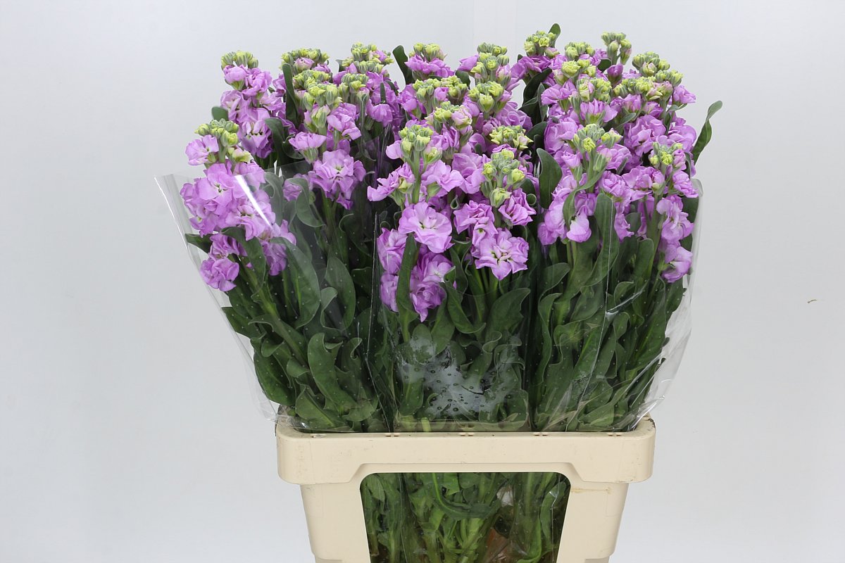 Matthiola 70cm