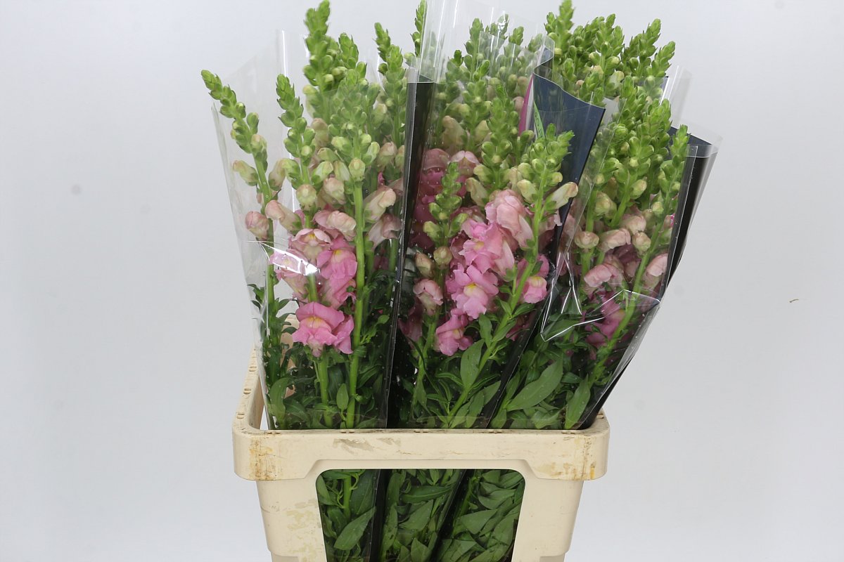 Antirrhinum Poto Early Pink 70cm