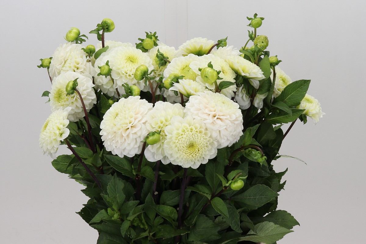 Dahlia Caro 50cm