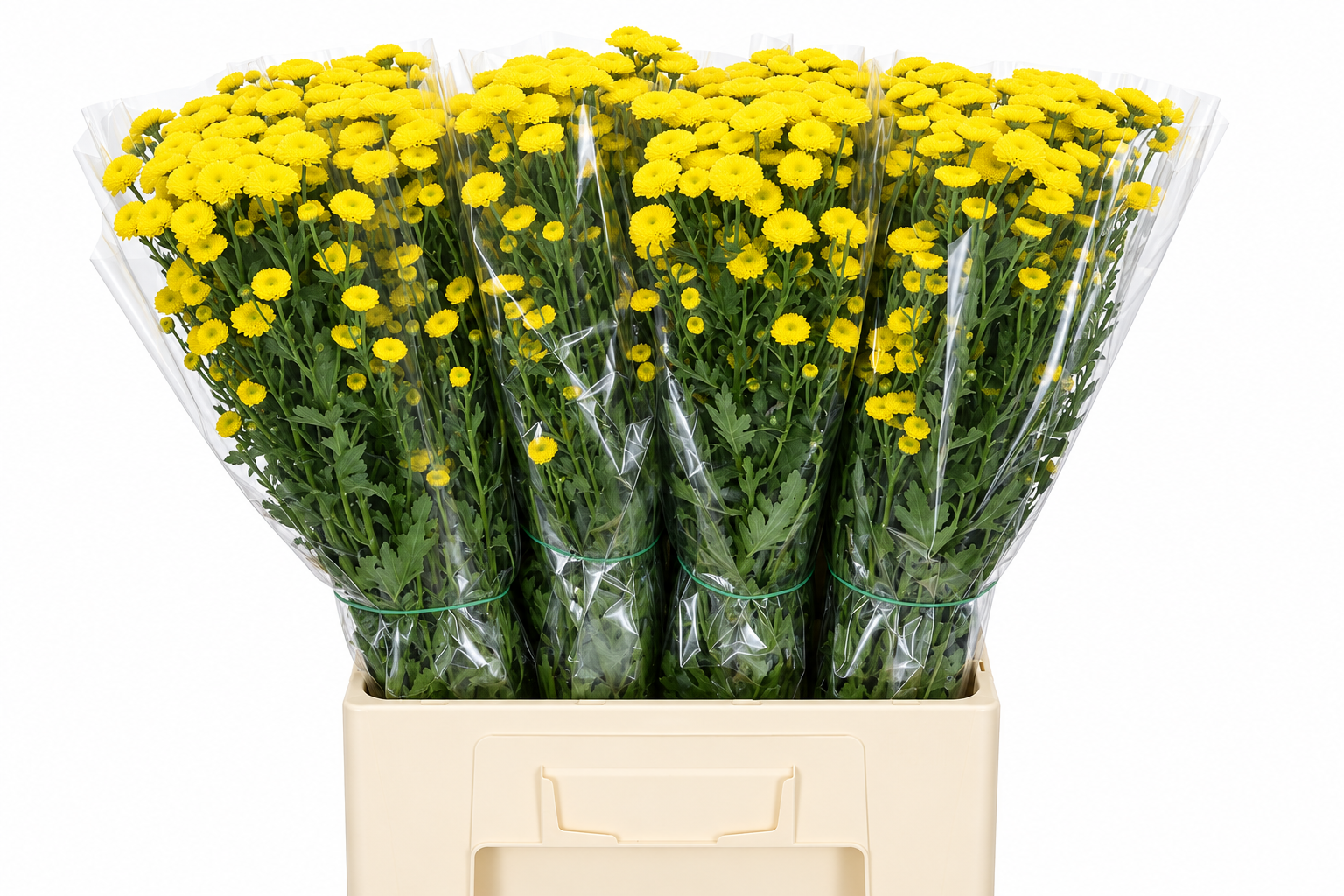 Chrysant Santini Calim Ylw 70cm