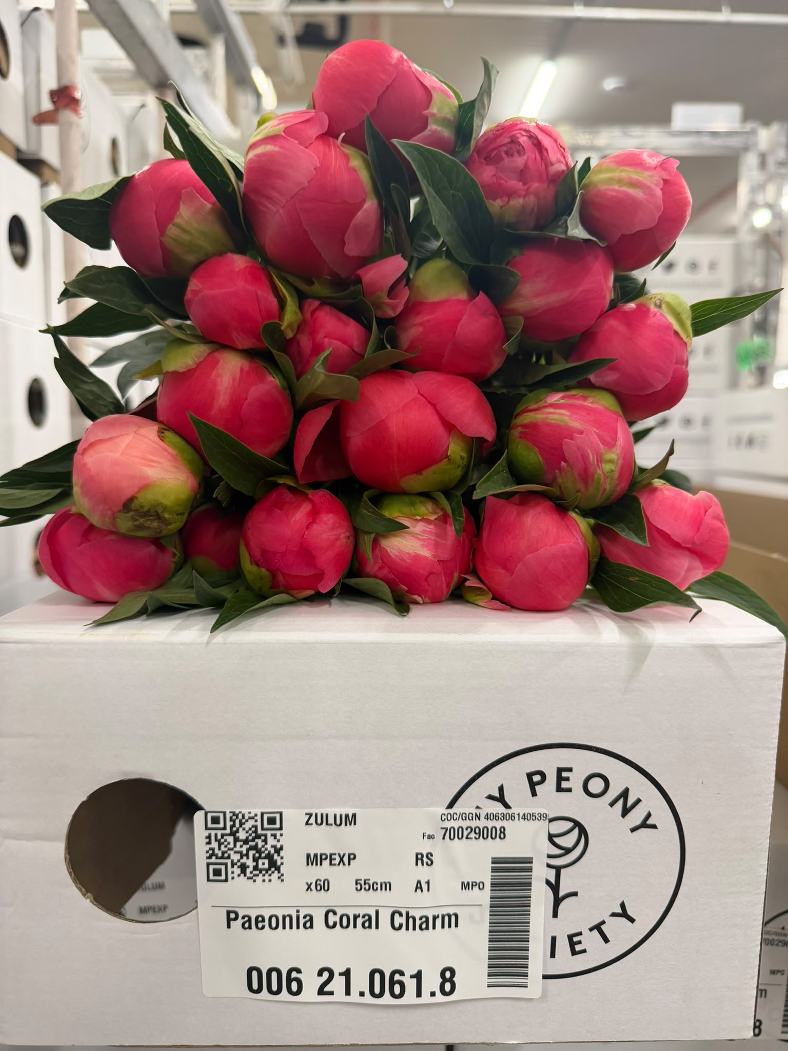 Paeonia Coral Charm 50cm