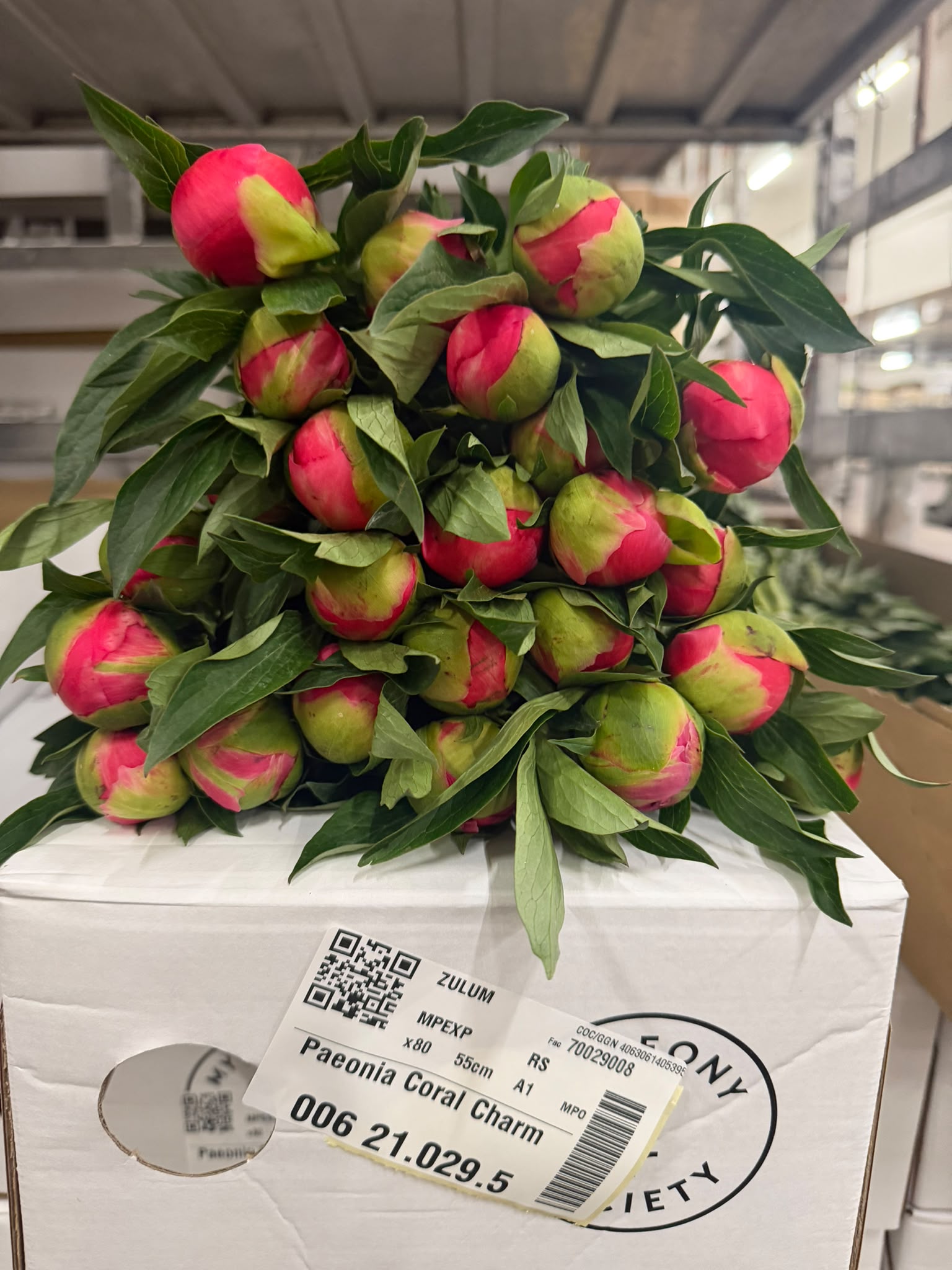 Paeonia Coral Charm 50cm