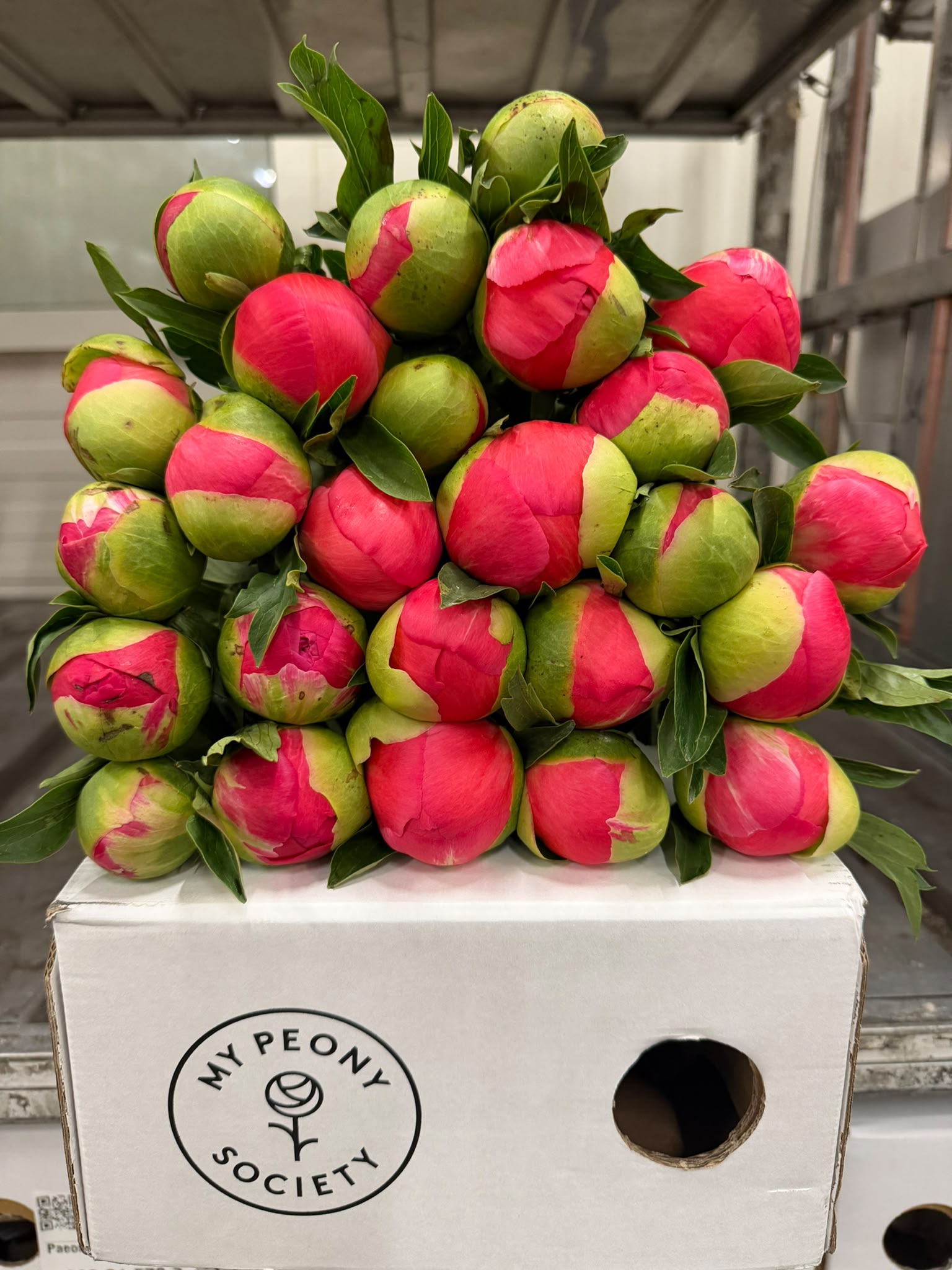 Paeonia Coral Sunset 50cm
