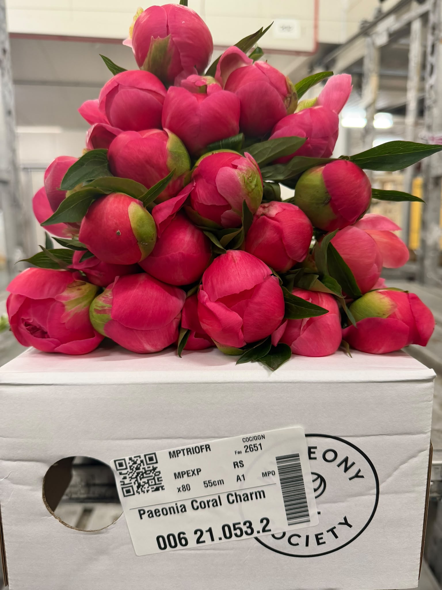 Paeonia Coral Charm 50cm