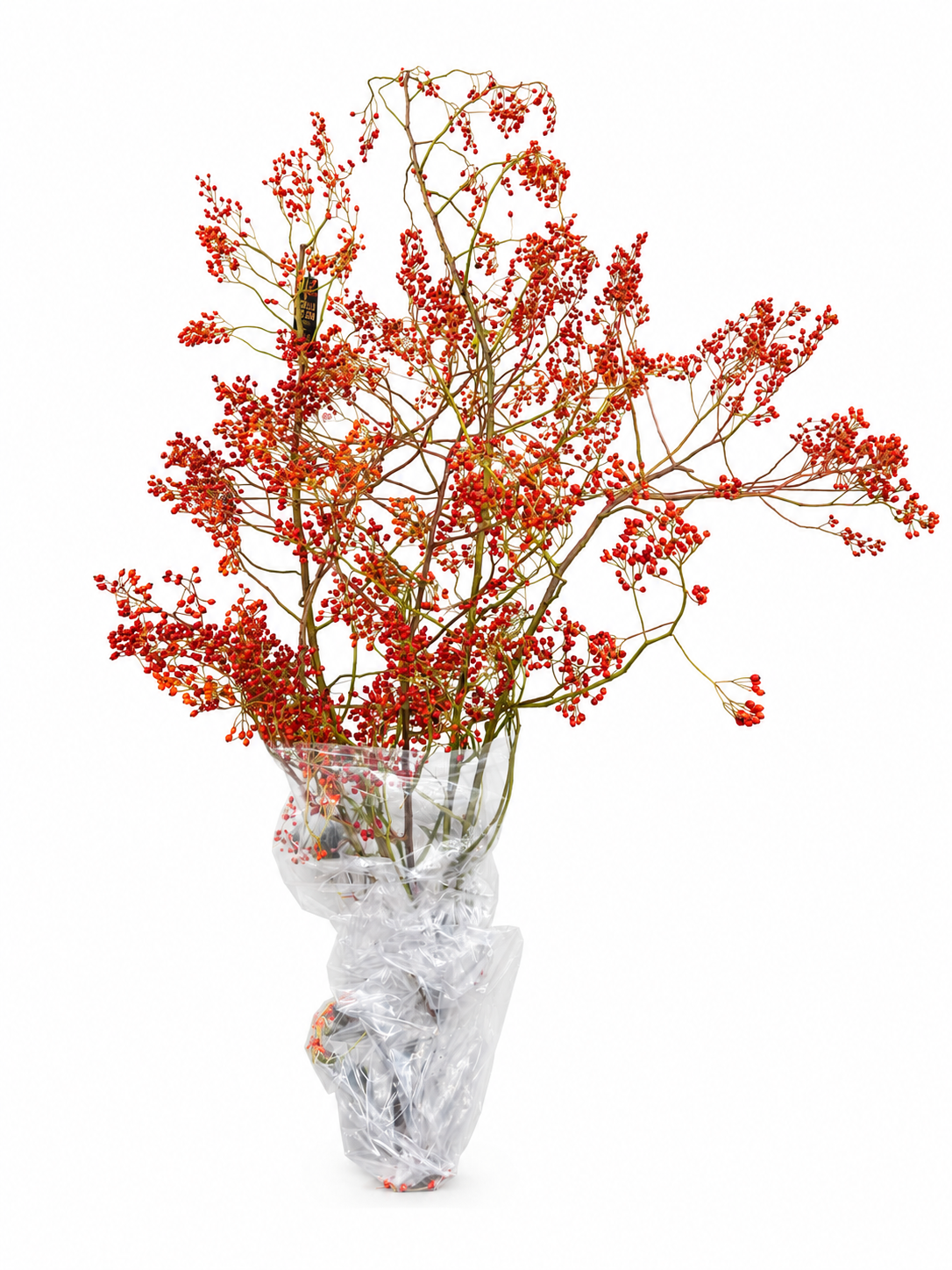 Rosa Corallo Rfruits 120cm