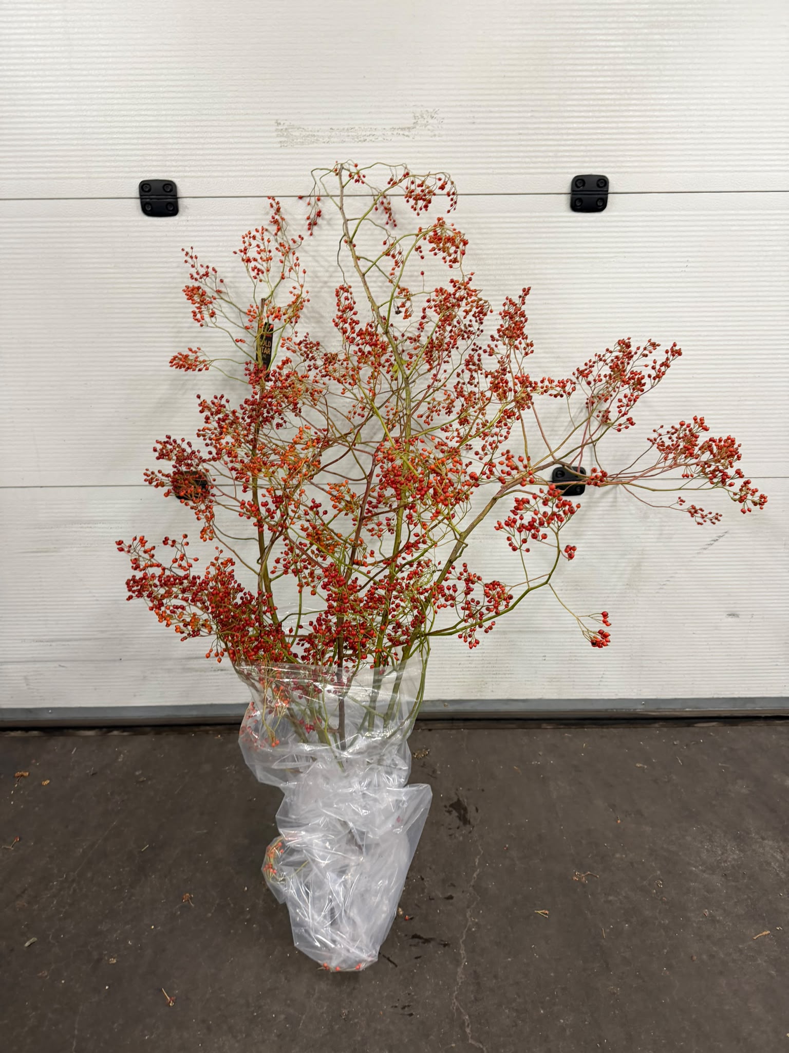 Rosa Corallo Rfruits 120cm
