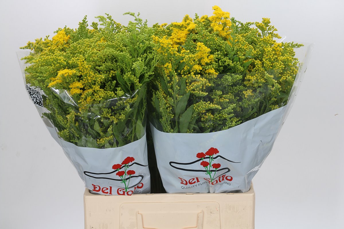 Solidago Golden Glory