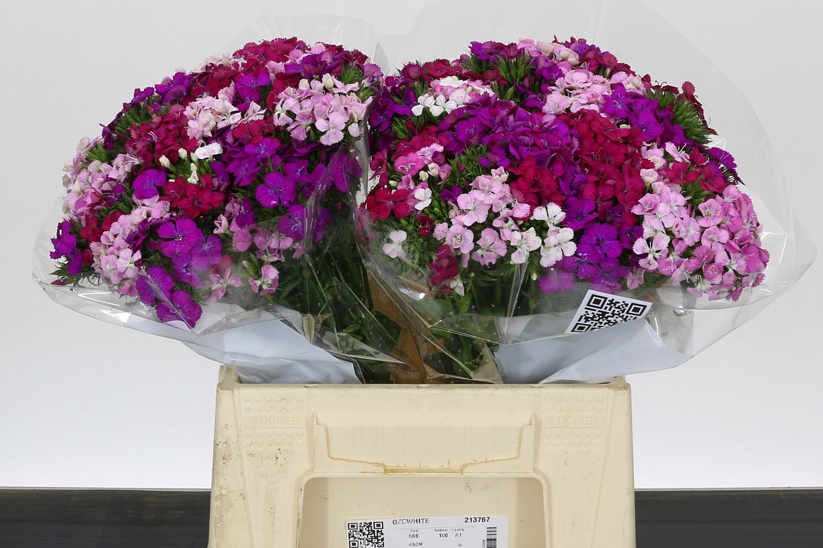 Dianthus Barbaratus 45cm