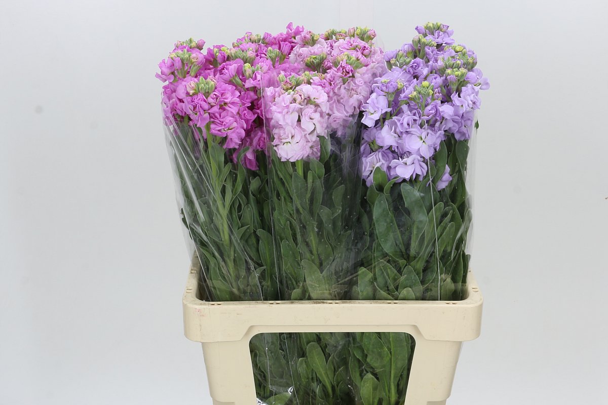 Matthiola Iron Mixed 70cm