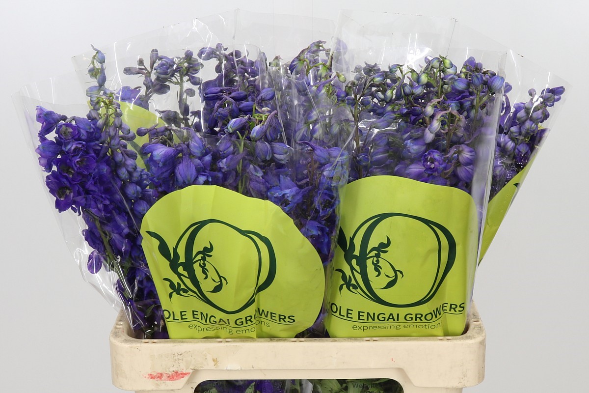 Delphinium Black Knigh 70cm
