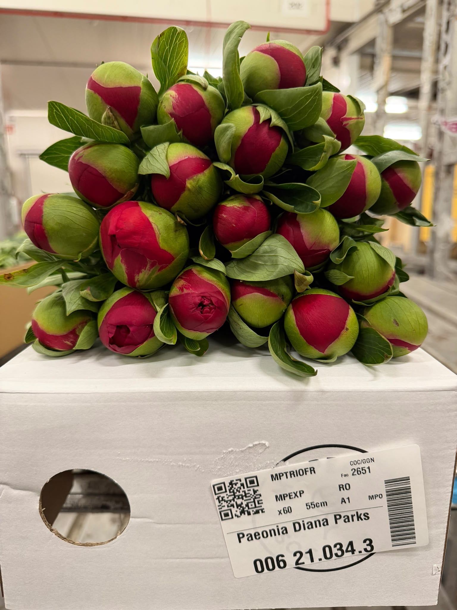 Paeonia Diana Parks 50cm