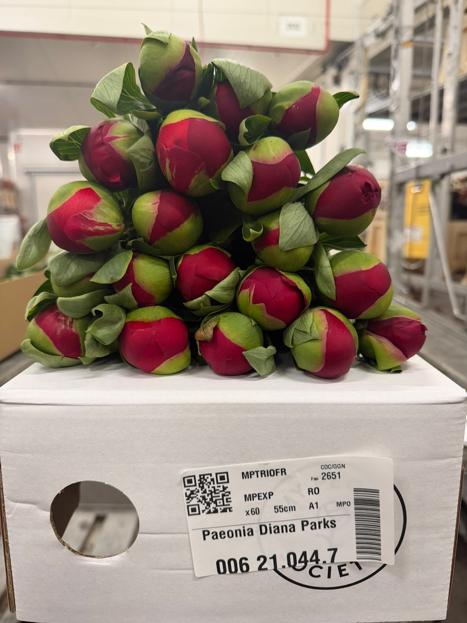 Paeonia Diana Parks 50cm
