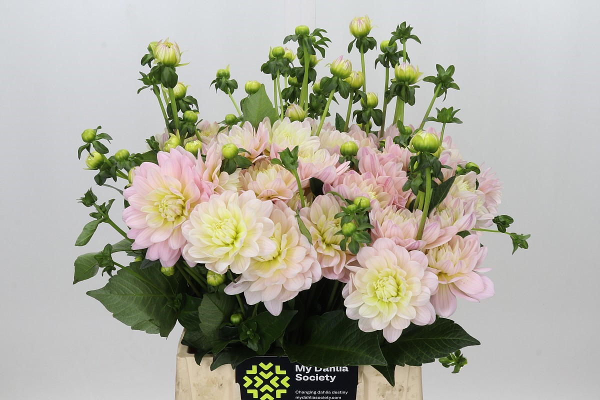 Dahlia Dianas Memory 40cm