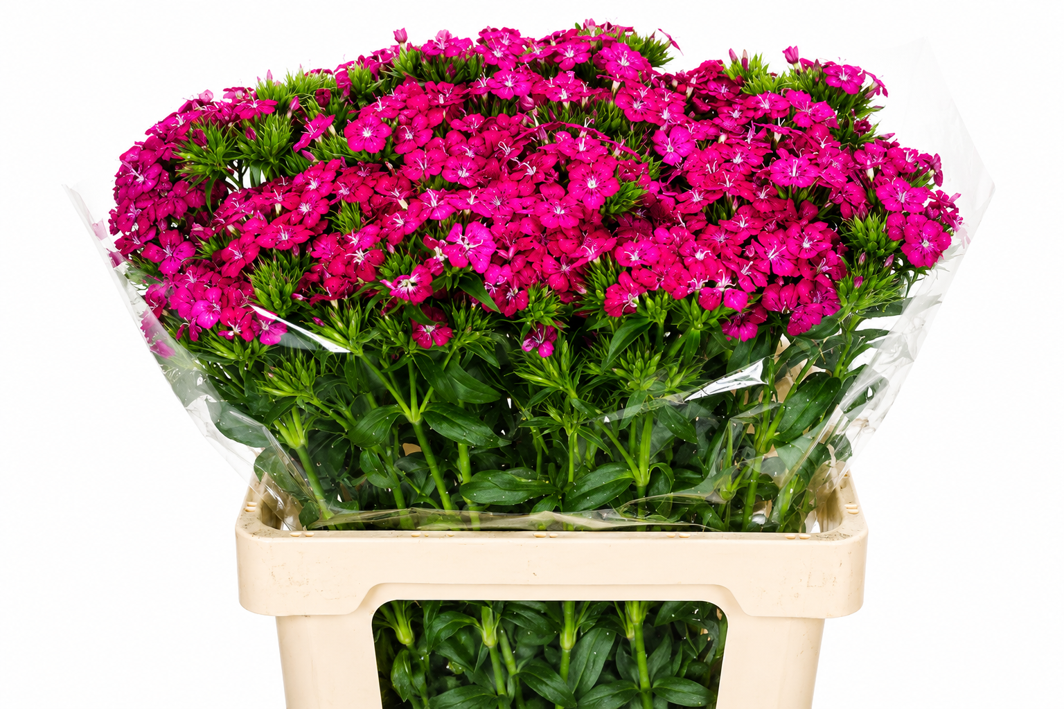 Dianthus Barb Neon Cherry 50cm