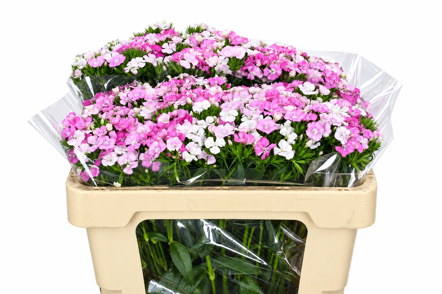 Dianthus Barb Neon Pink 50cm
