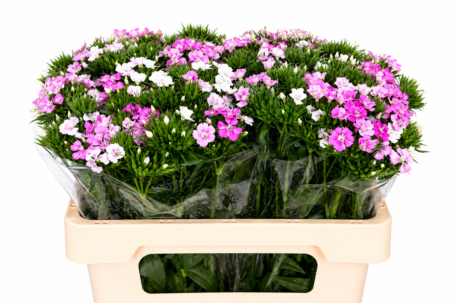 Dianthus Barb Neon Pink 50cm