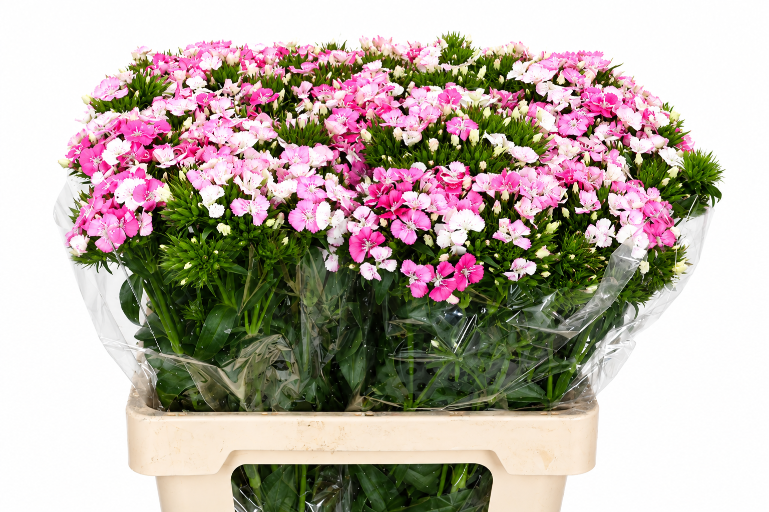 Dianthus Barb Neon Pink 60cm