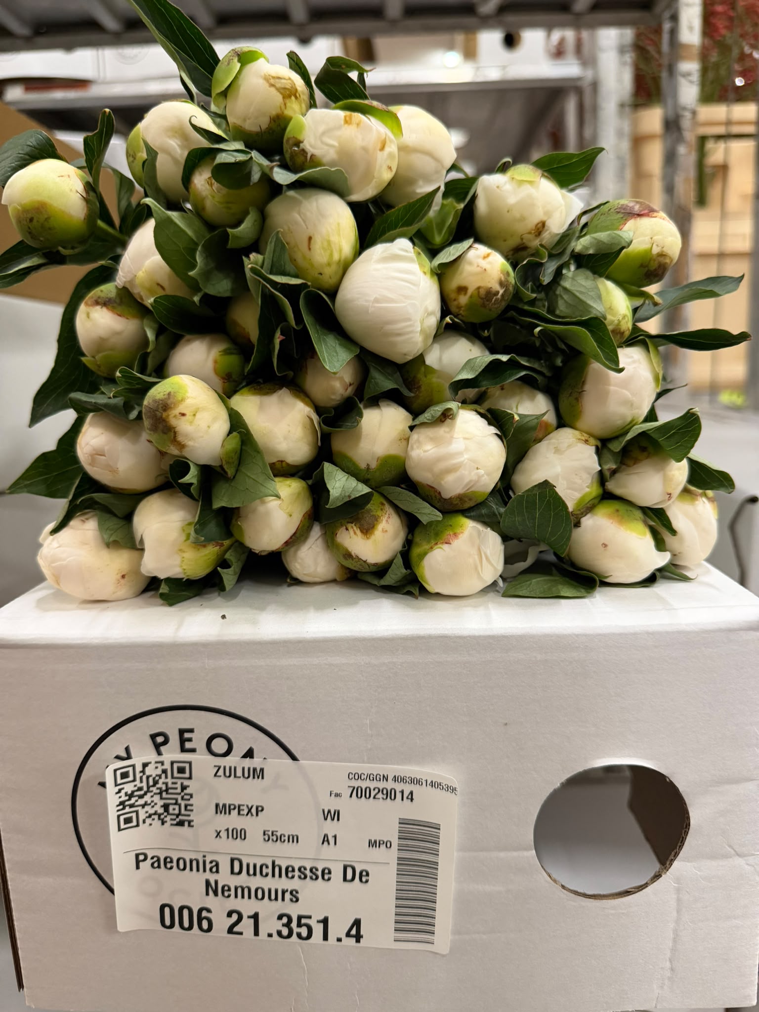 Paeonia Duchesse De Nemour 45cm