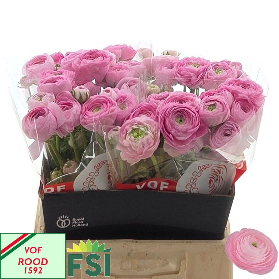 Ranunculus Elegance Pink 45cm