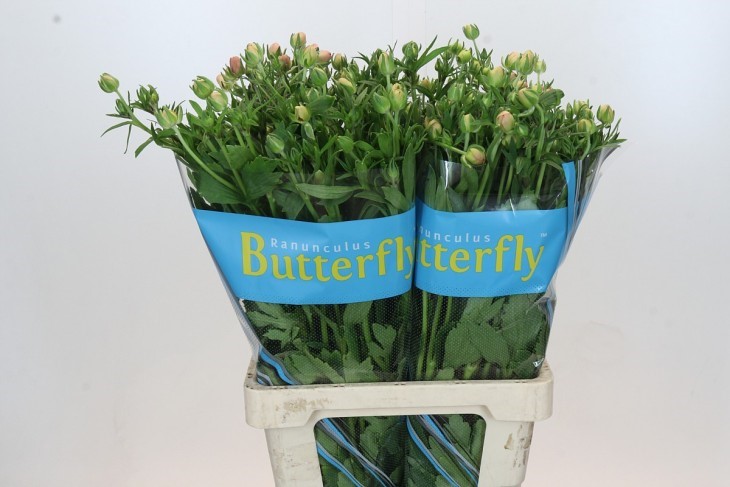 Ranunculus Butterfly Eris 70cm