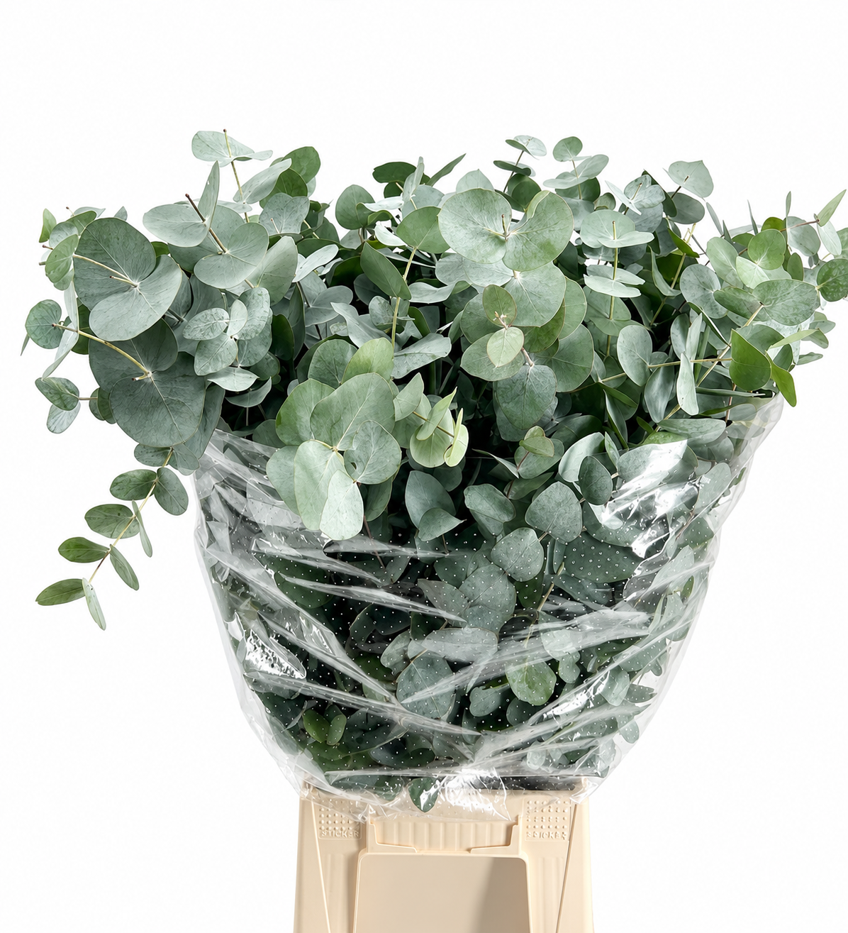 Eucalyptus Cinerea 70cm 300gram
