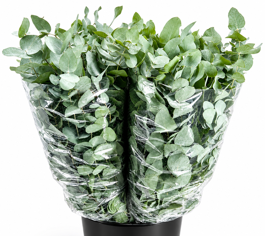 Eucalyptus Cinerea 70cm 200gram