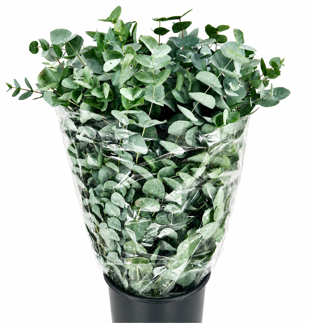 Eucalyptus Cinerea 70cm 300gram