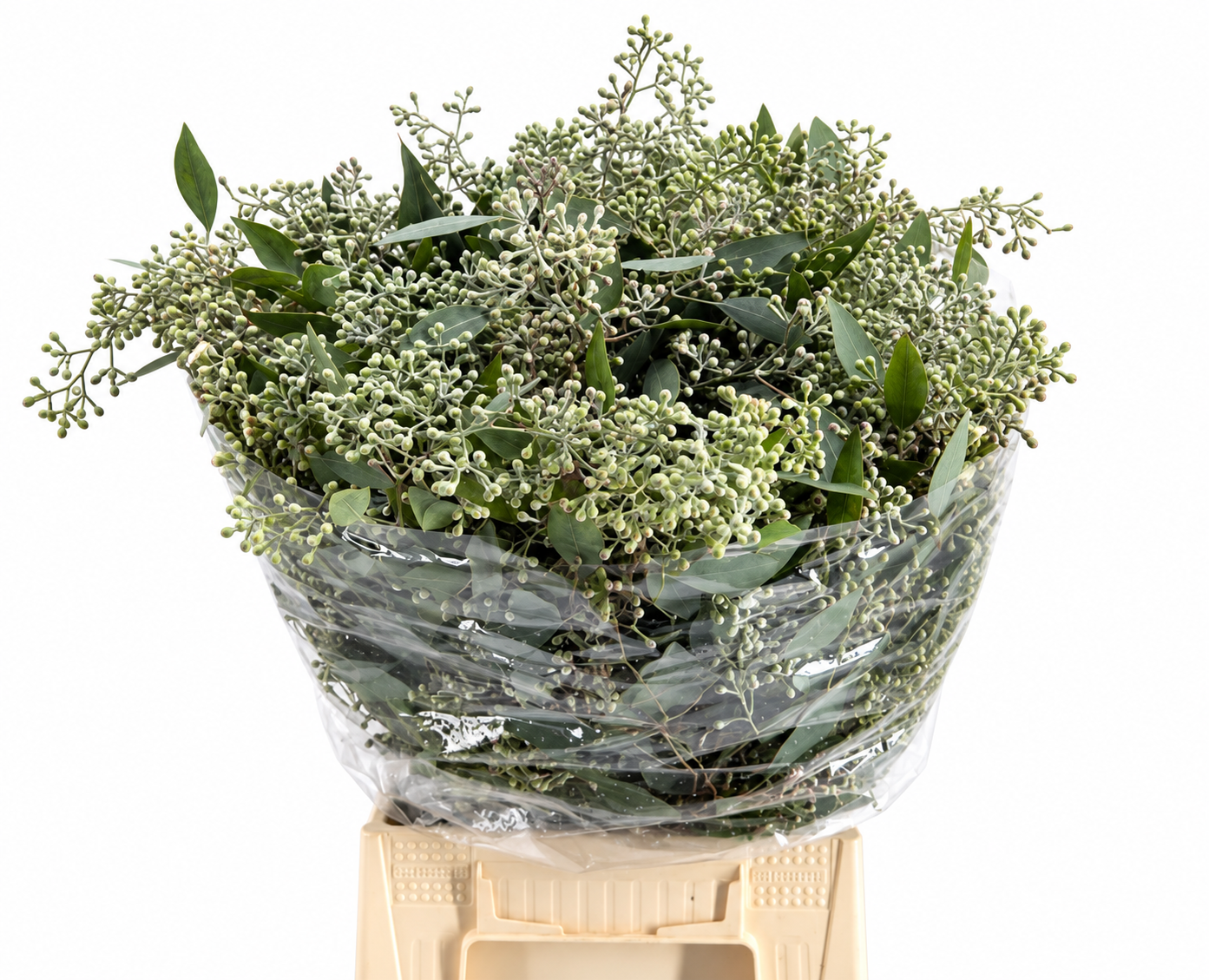 Eucalyptus Populus Bunch 60cm 300gram