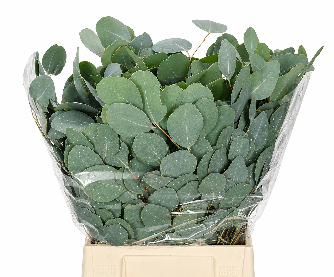Eucalyptus Populus Flowering 50cm 150gram