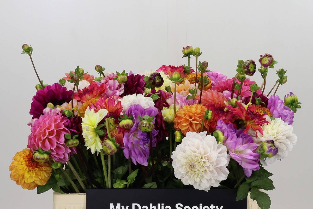 Dahlia Mixed In Bunch 50cm