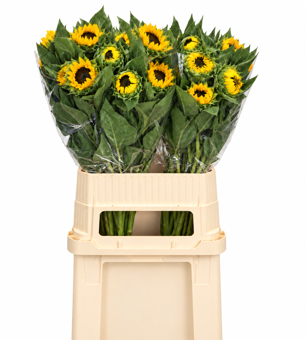 Helian An Vin Choice 90cm
