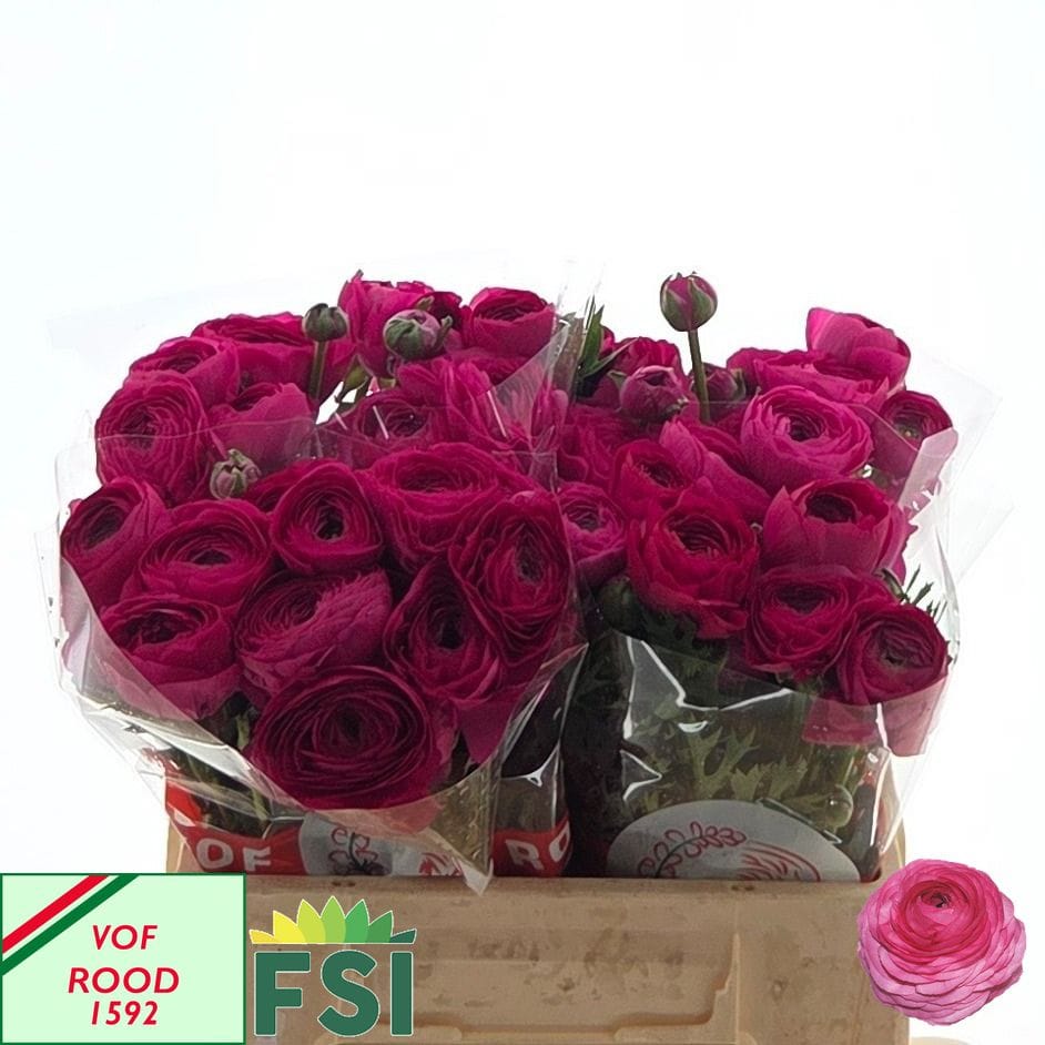Ranunculus Elegance Hot Pink 40cm